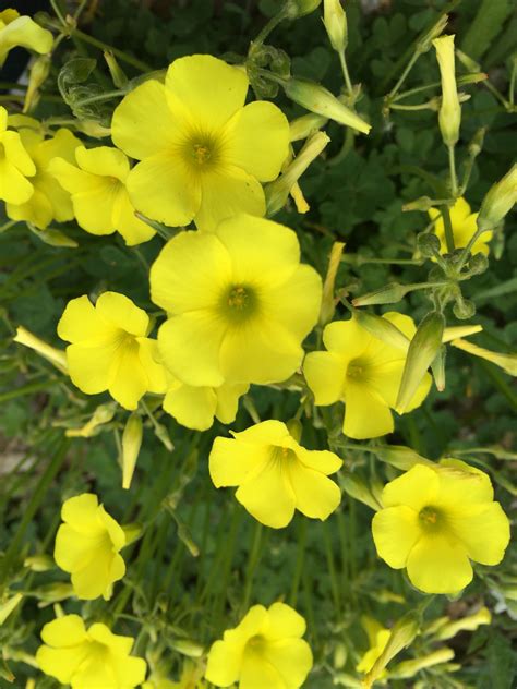 şifalı sarı çiçekler